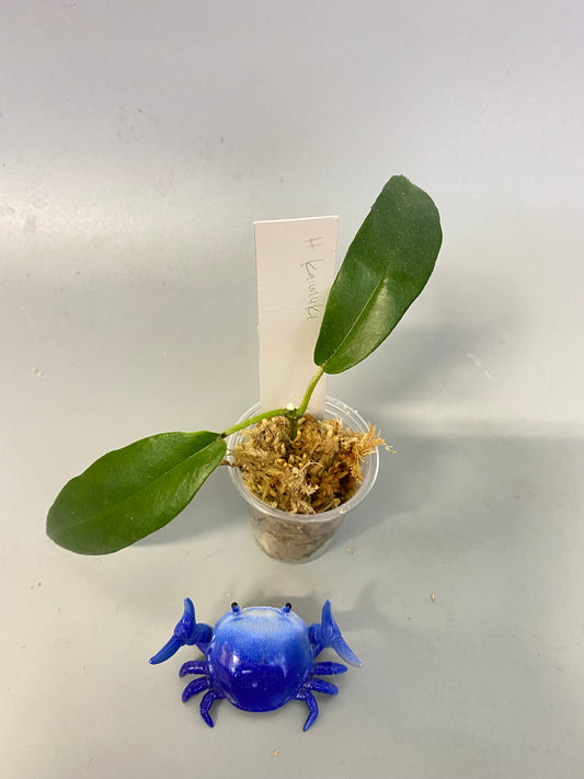 Hoya kaimuki (H macgillivrayi X H archboldiana) - Unrooted