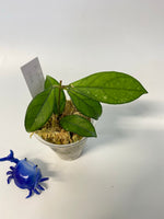 Hoya crassipetiolata - rooted