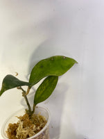 Hoya tequila sunrise - starting to root
