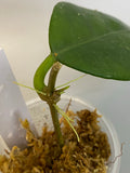 Hoya sp doi tung - active growth