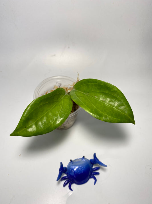 Hoya UT-033- unrooted