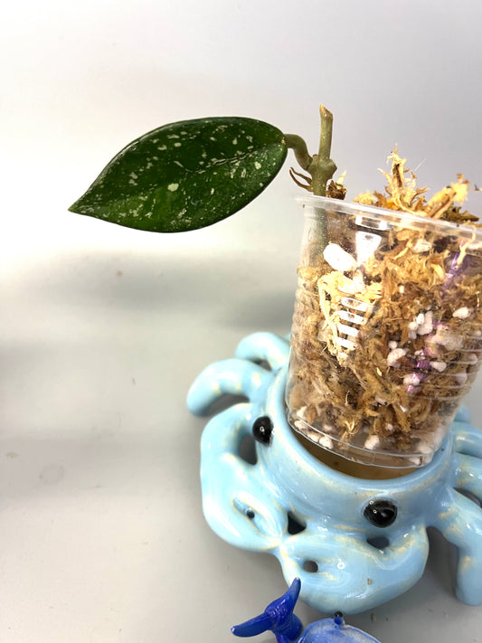 Free addon - Hoya carnosa Wilbur graves (Russia) - Unrooted