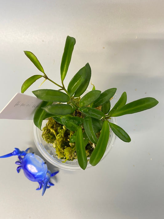 Hoya EPC 319 / PG04 / mini wayettii - active growth