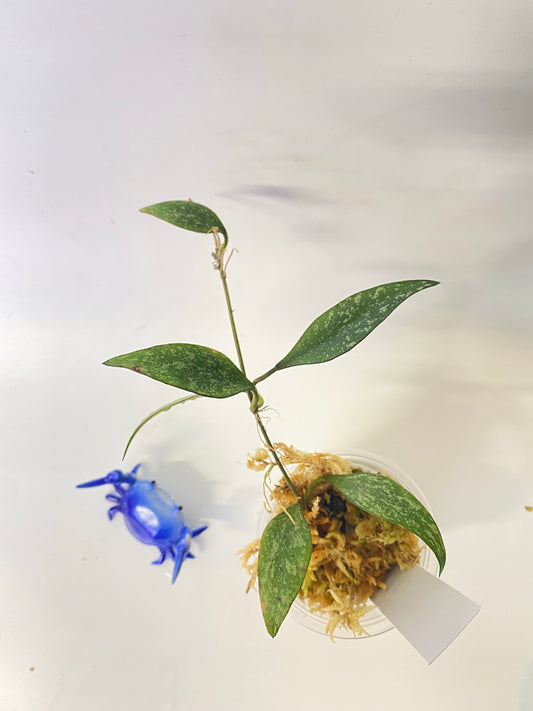 Hoya parviflora splash - has some roots