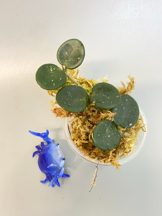 Hoya mathilde with active growth