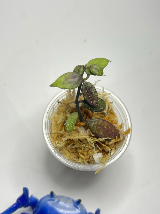 Hoya lacunosa perangin durian - unrooted