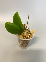 Hoya Lucardenasiana - Unrooted