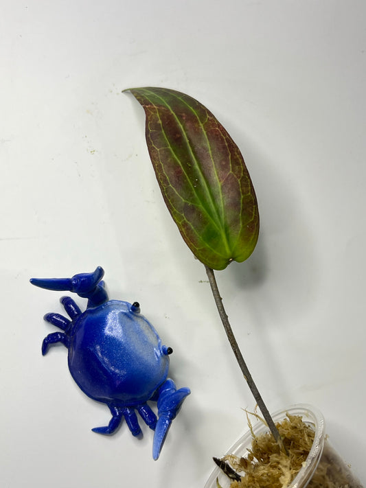 Hoya bordenii - unrooted