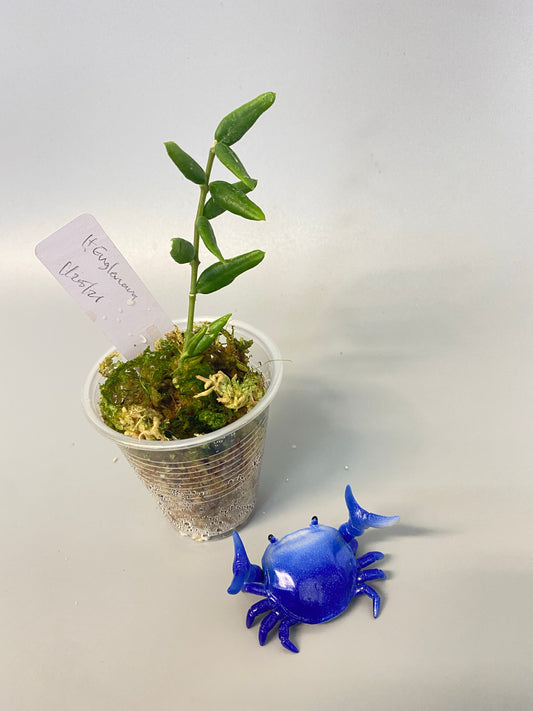 Hoya engleriana - just starting to root