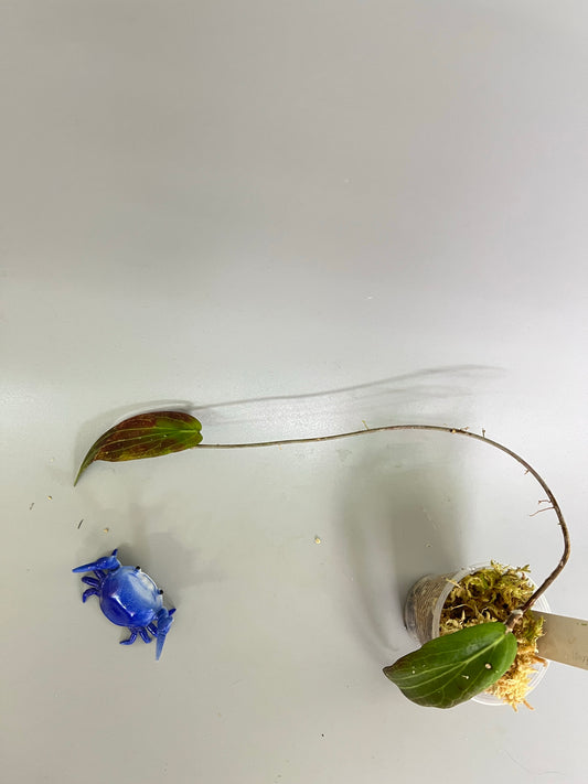 Hoya bordenii - has some roots