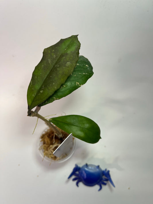 Hoya rb dick - EPC 196 - has active growth