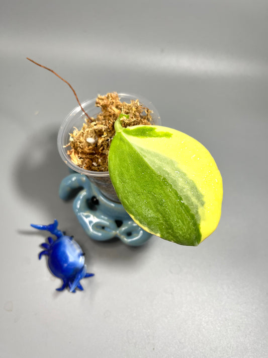 Hoya pachyclada outer variegation - Unrooted