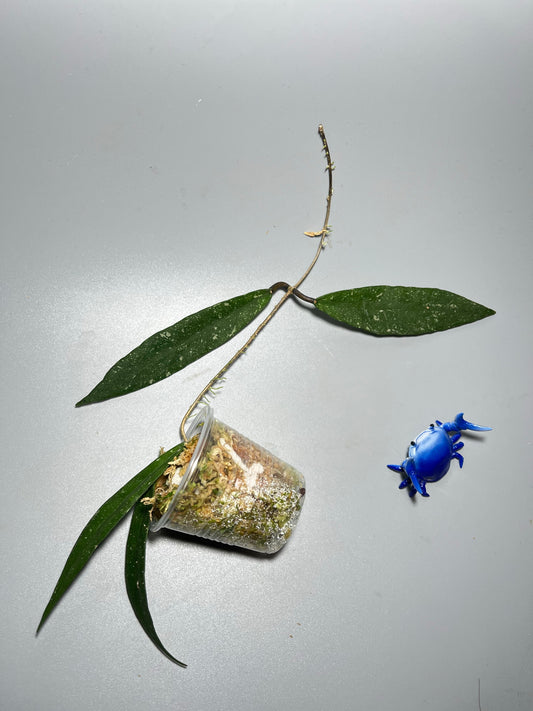 Hoya scortechinii pink UT001- has some roots