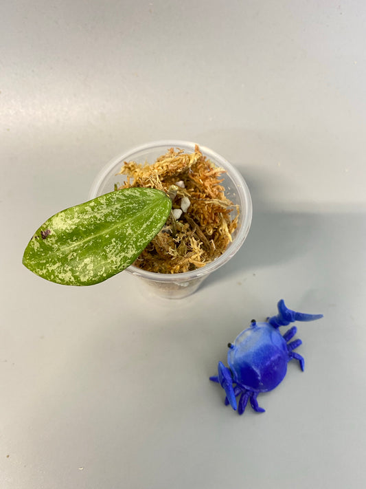 Hoya rangsan - unrooted