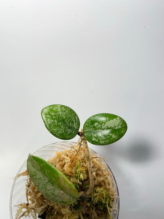 Hoya carnosa Wilbur graves (Russia)- has some roots