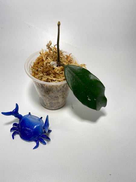 Hoya carnosa vietnam - Unrooted
