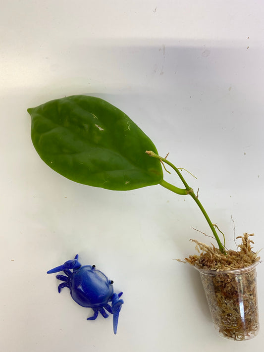 Hoya incrassata - has some roots