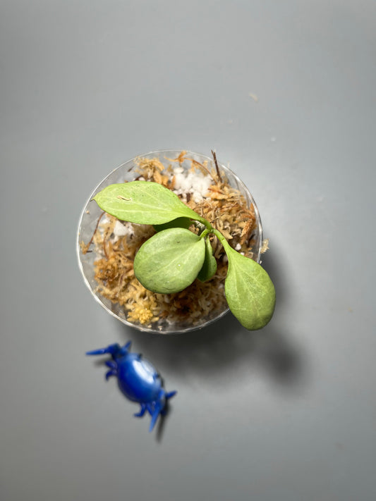 Hoya New Guinea ghost - Unrooted