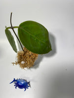 Hoya megalaster - unrooted