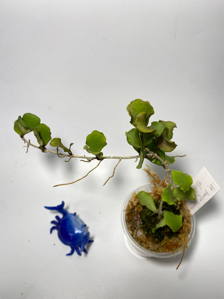 Hoya kanyakumariana - active growth