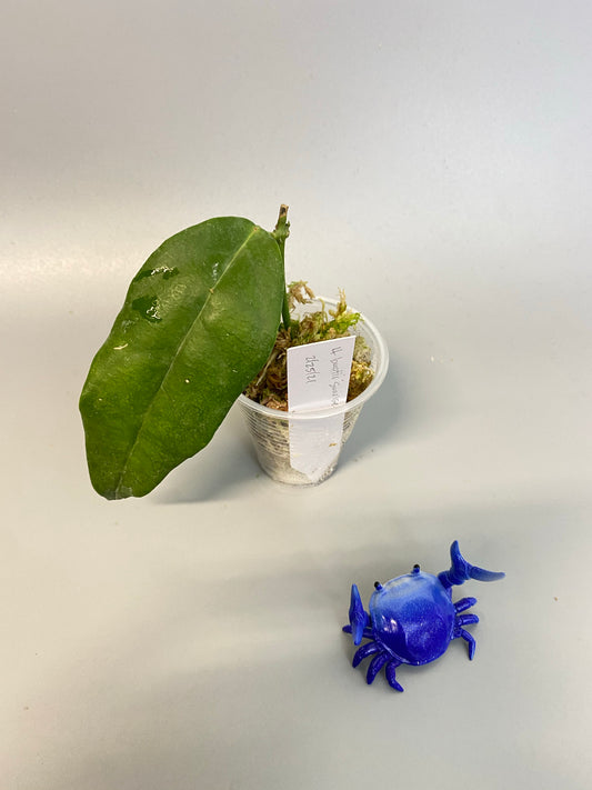 Hoya buotii sunrise - has some roots