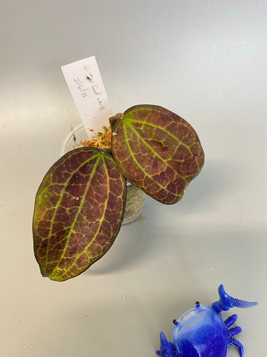 Reserved for Cassie - Hoya IV from WMZ - starting to root