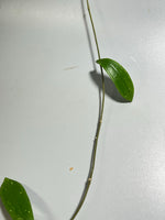 Hoya rigidifolia - Unrooted