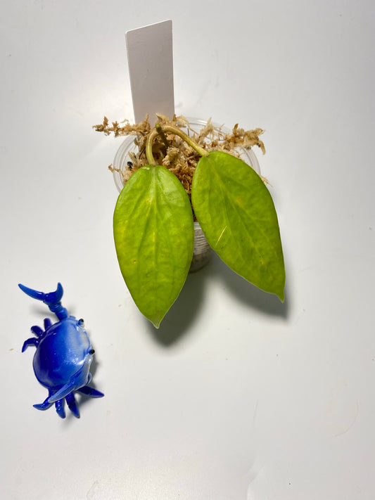 Hoya cominsii - Unrooted