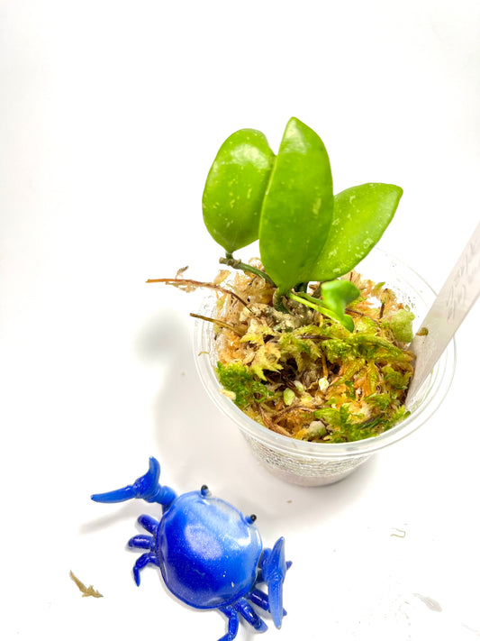 Hoya brevialata splash - Unrooted