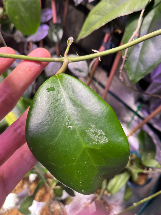Hoya cv wonder fresh cut - Unrooted
