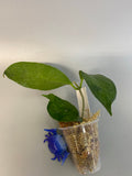 Hoya UT-030