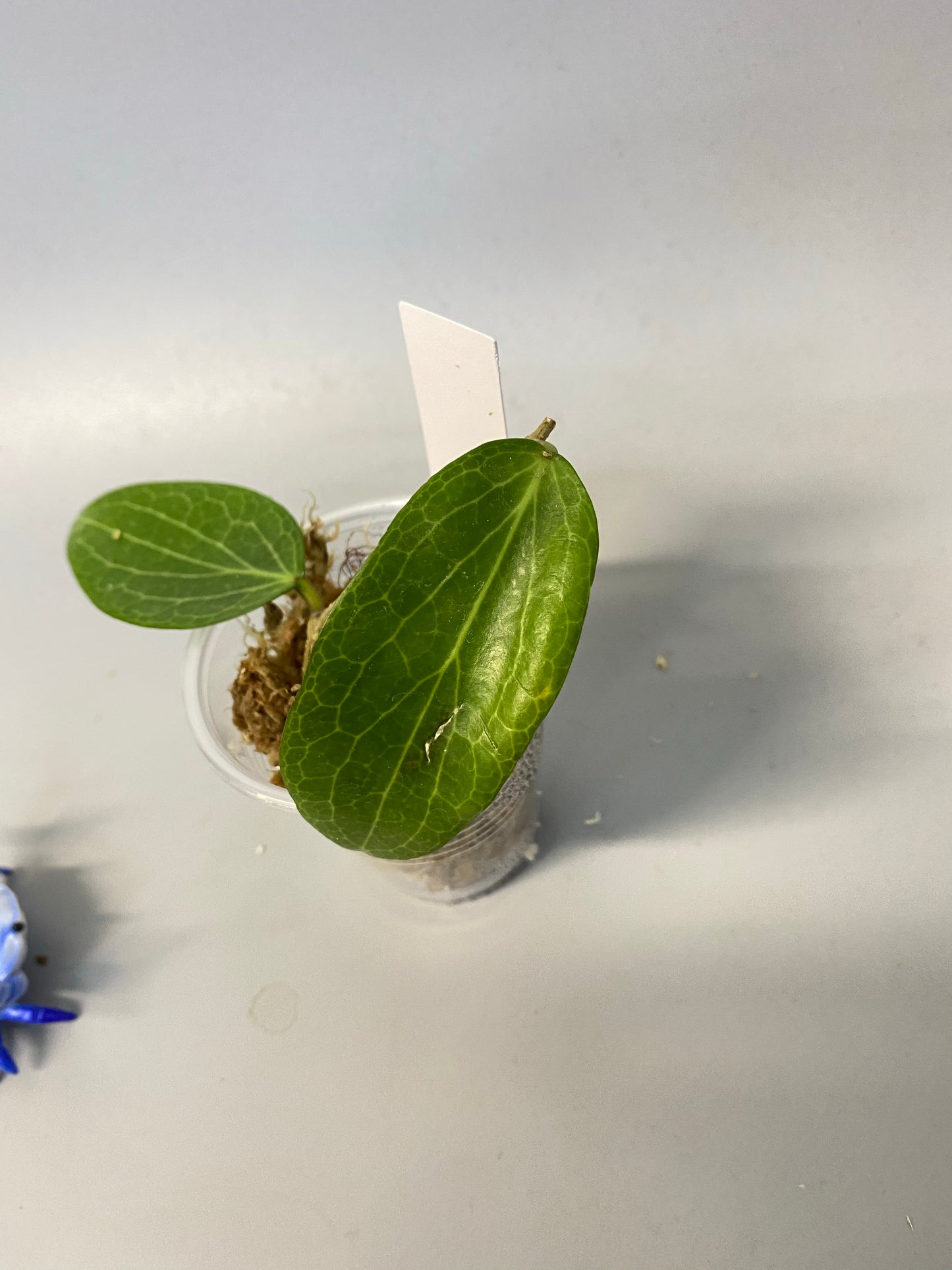 Hoya fitchii - orange - just starting to root