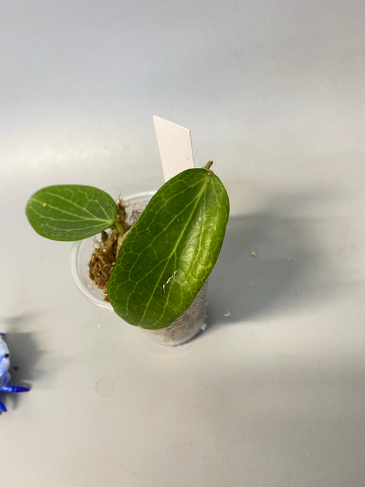 Hoya fitchii - orange - just starting to root