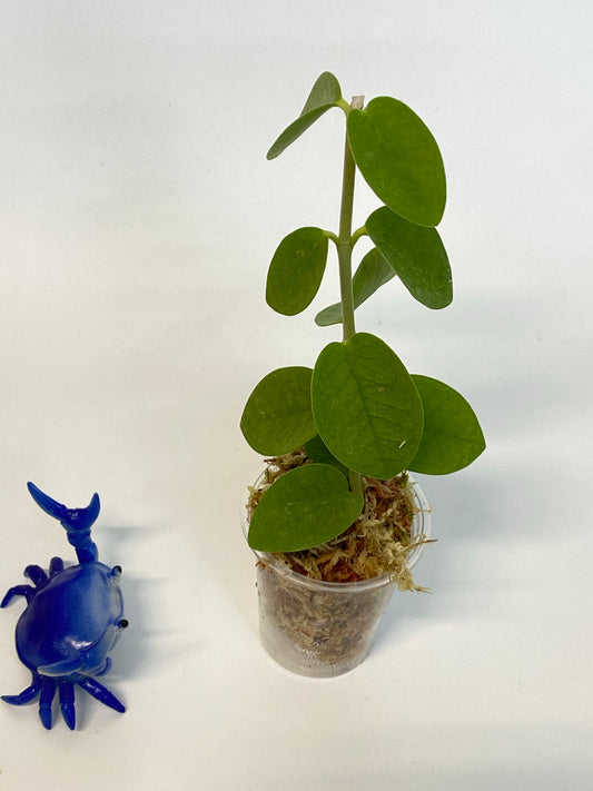 Hoya cumingiana - starting to root