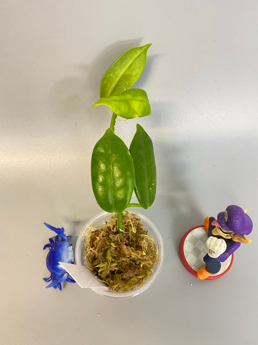 Hoya cv optimistic - has roots