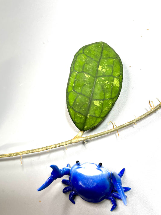 Hoya finlaysonii snow splash - fresh cut - unrooted