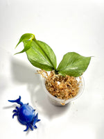 Hoya polyneura broget - fresh cut 1 node / 2 leaves - Unrooted
