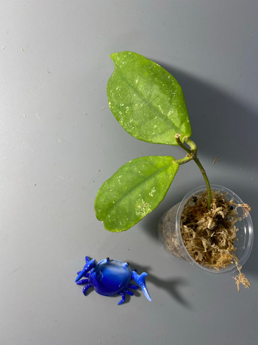 Hoya mitrata with splash - barely starting to root