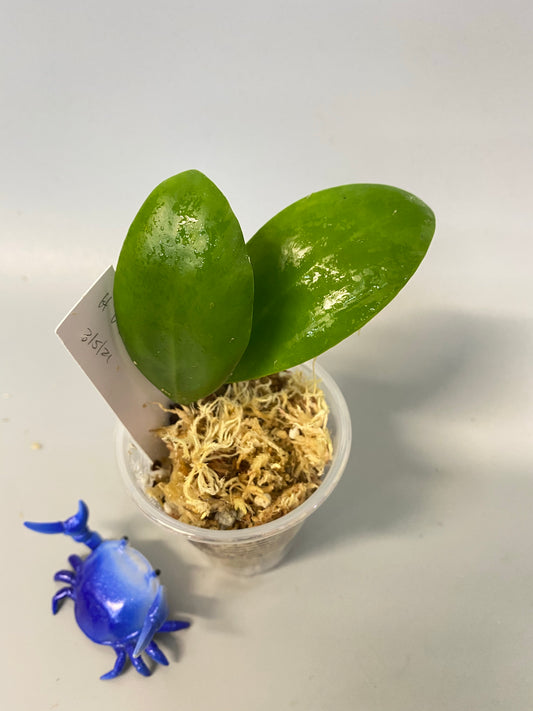 Hoya Lucardenasiana - has some roots