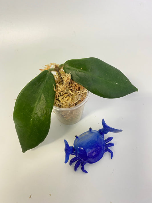 Hoya patella white - has some roots