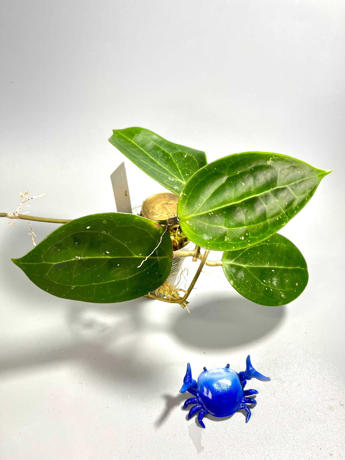 Hoya BP01 - active growth