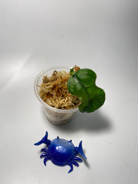 Hoya villosa cao dang / Cao bang- unrooted