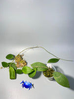 Hoya erythrostemma - has roots