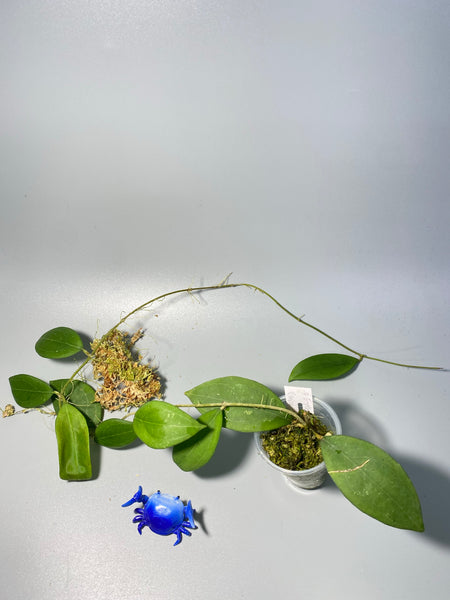 Hoya erythrostemma - has roots