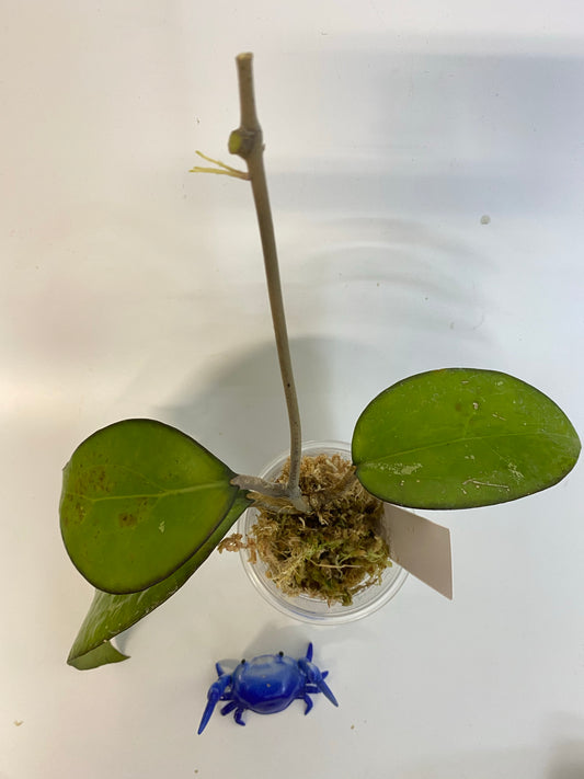 Hoya fusco marginata - starting to root