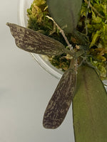 Hoya sigillatis - actively growing