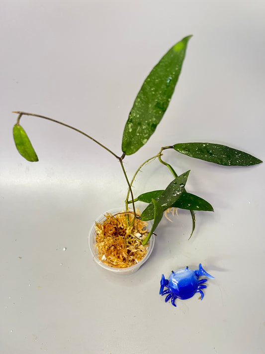 Hoya scortechinii pink UT001- unrooted