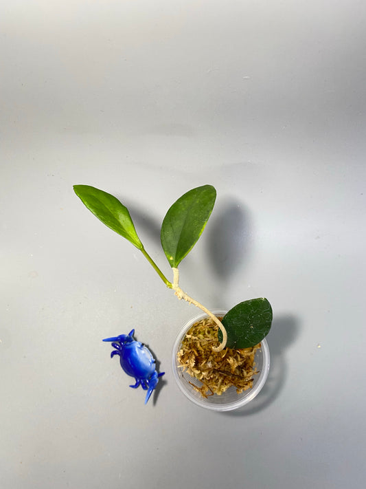 Hoya sp UT-038 Flores island - Unrooted