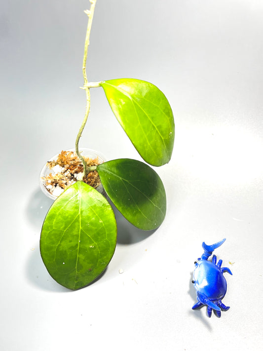 Hoya MB 1497 - (erythrina x MB 1141) - Unrooted