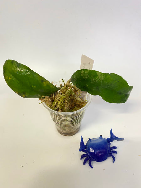 Hoya padangensis / uncinata- growth point forming